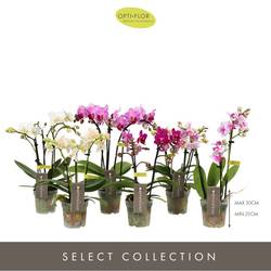 Phal.3-R mix T07 H025