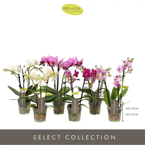Phal.3-R mix T07 H025