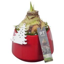 Amaryl.Arr PTACH5810 rote Bl. Weihnachten T14 H020