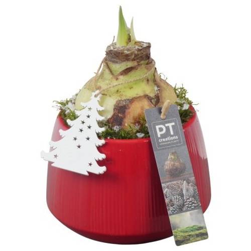 Amaryl.Arr PTACH5810 rote Bl. Weihnachten T14 H020