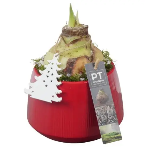 Amaryl.Arr PTACH5810 rote Bl. Weihnachten T14 H020