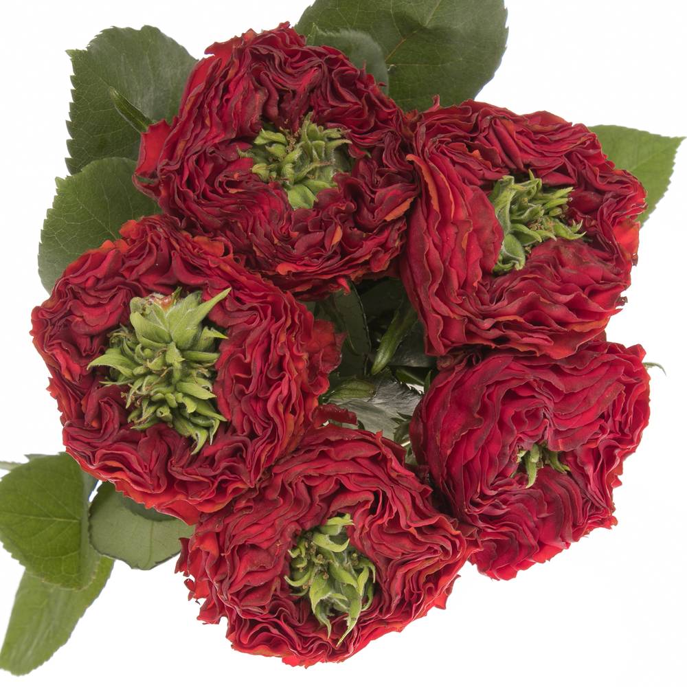 Rose rot Red Eye 50cm