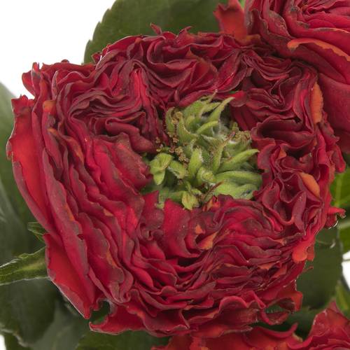 Rose rot Red Eye 50cm