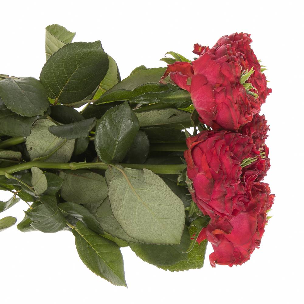 Rose rot Red Eye 50cm