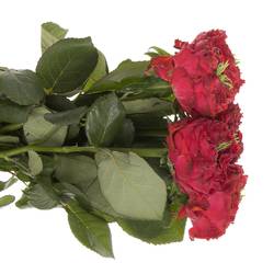 Rose rot Red Eye 50cm