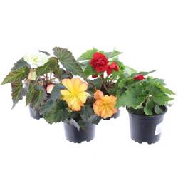 Begonie mix Illumination T10,5 H015