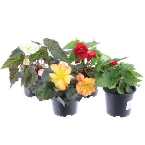 Begonie mix Illumination T10,5 H015