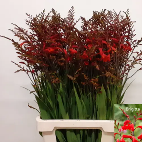 Montbretia dunkel orange  Brigitta 75cm