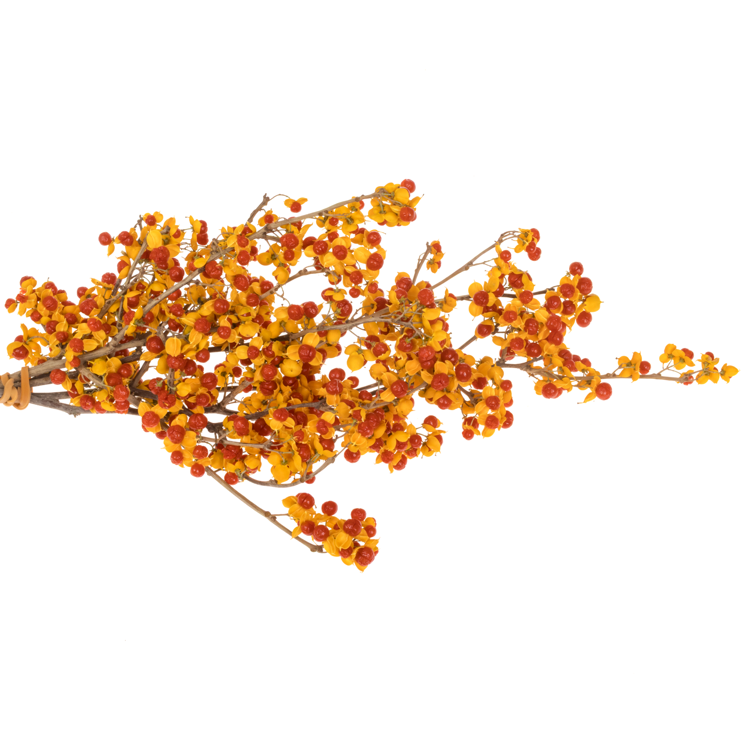 Celastrus orange  20cm