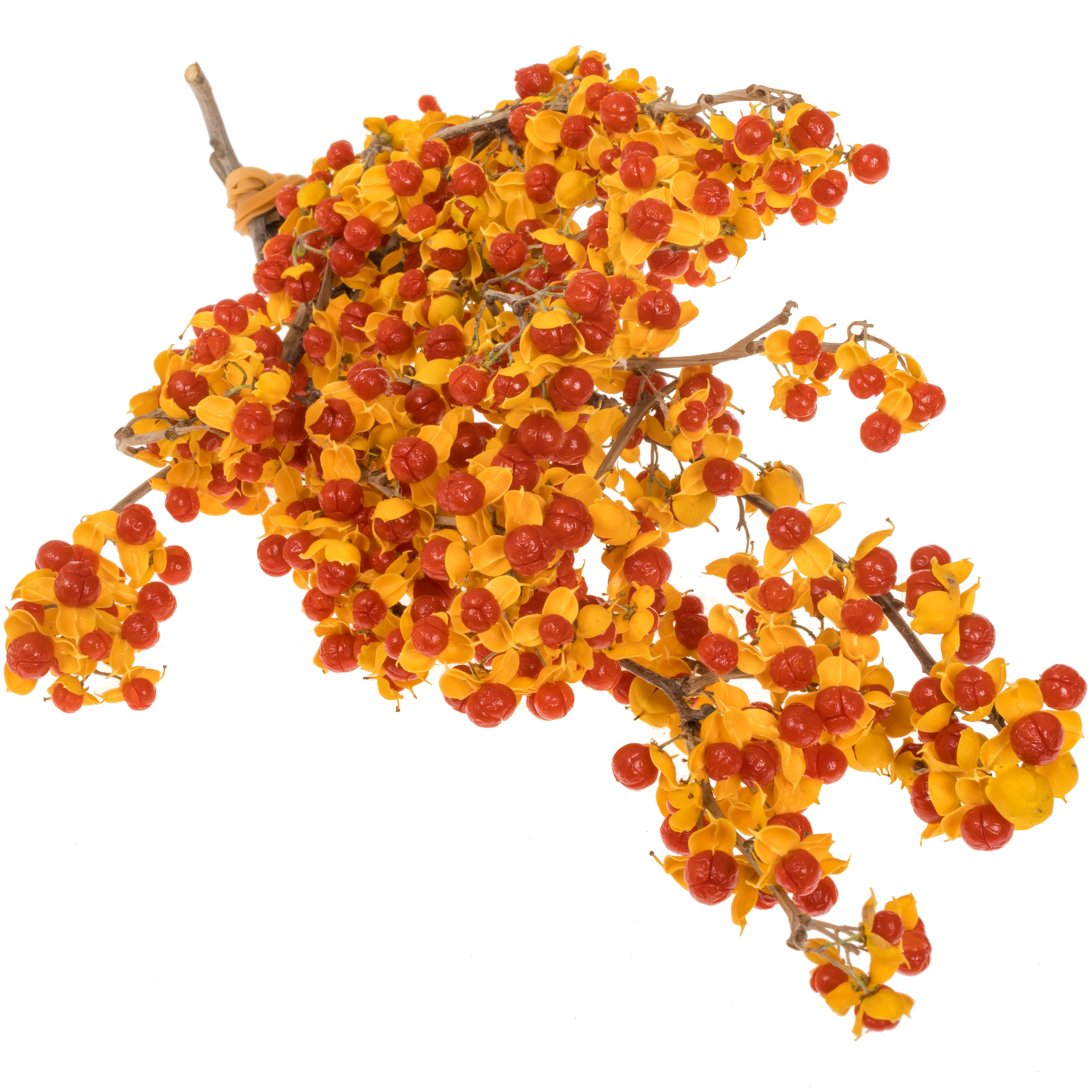 Celastrus orange  20cm