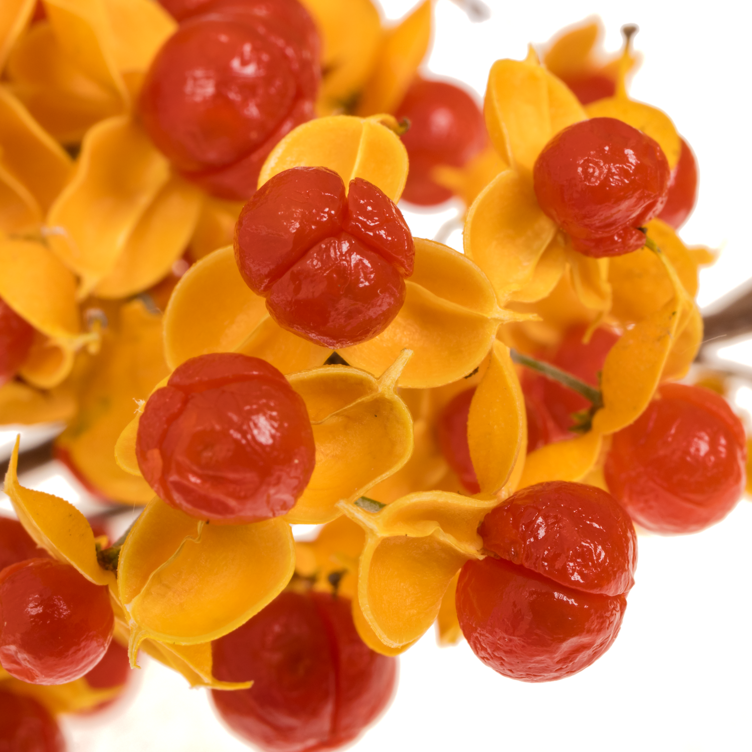 Celastrus orange  20cm