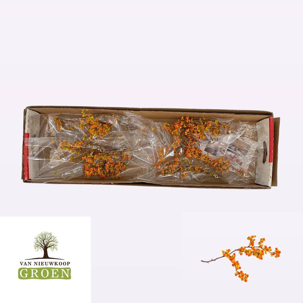 Celastrus orange  20cm