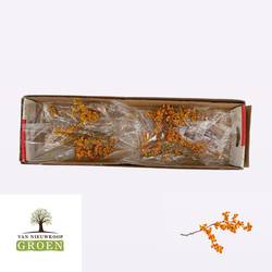 Celastrus orange  20cm