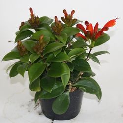 Aeschynanthus T11 H025