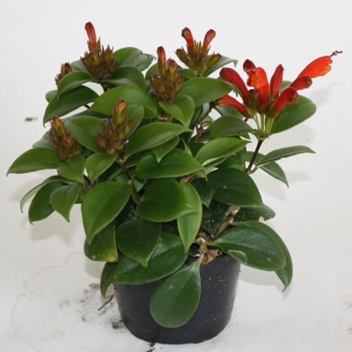 Aeschynanthus T11 H025