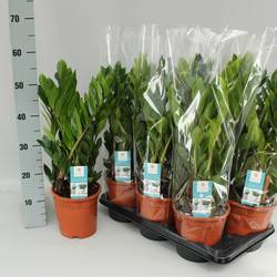 Zamioculcas 8+ T17 H55