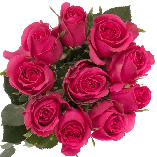 Rose pink Hottie 60cm