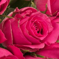 Rose pink Hottie 60cm