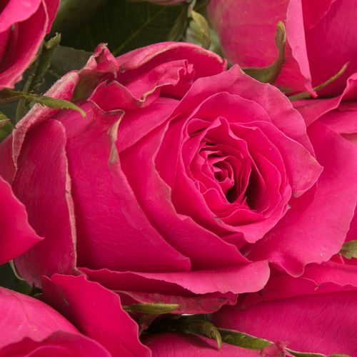 Rose pink Hottie 60cm