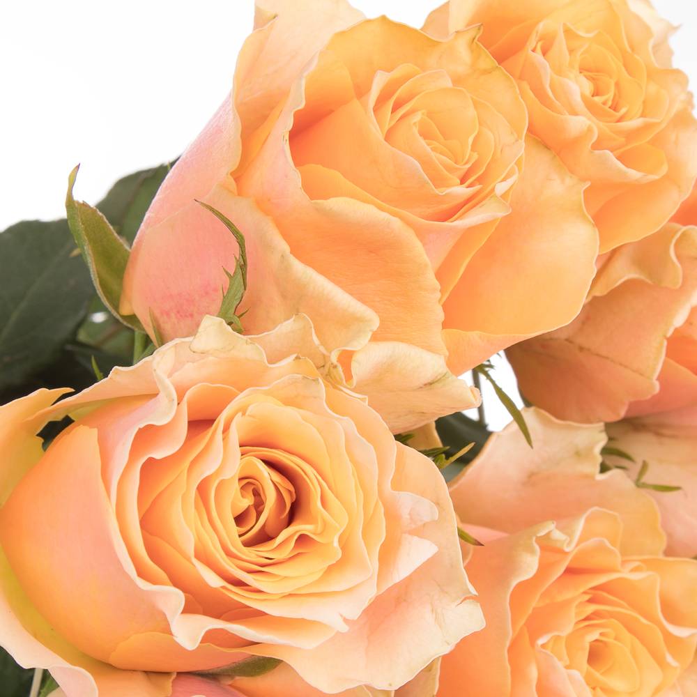 Rose orange Carpe Diem 50cm