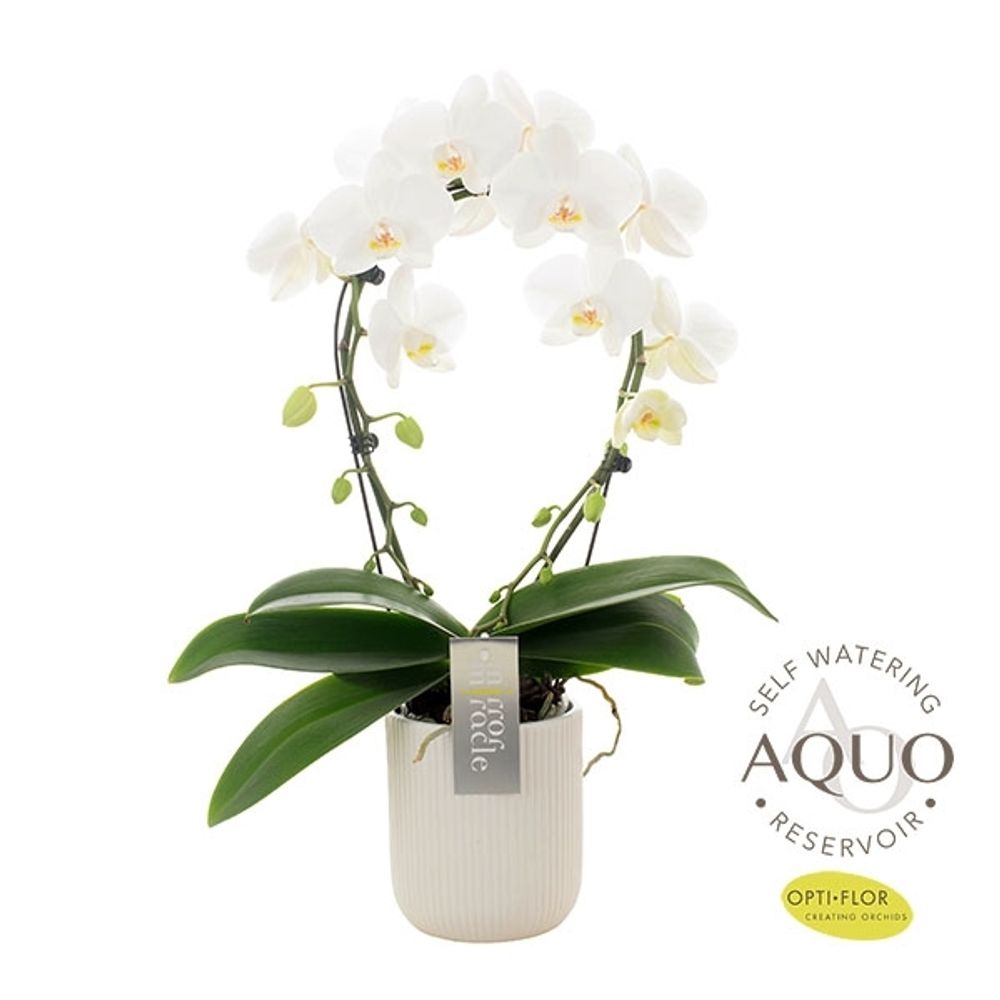 Phal.2-R weiss Mirror Aquo Keramik T12 H50