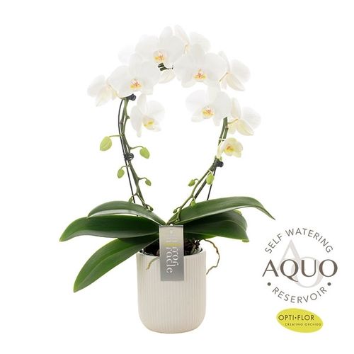 Phal.2-R weiss Mirror Aquo Keramik T12 H50