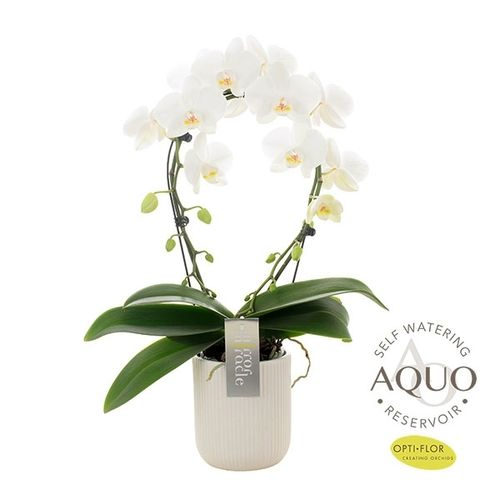 Phal.2-R weiss Mirror Aquo Keramik T12 H50
