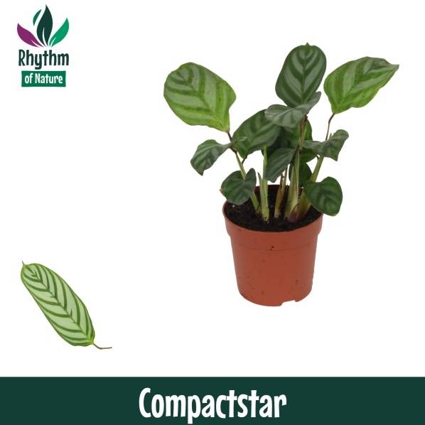Calathea Compactstar T07 H15 (Calathea Pflanzen) | Heyl - Blumengrohandel  / Floristikgrohandel