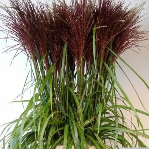 Ziergras lila Miscanthus Malepartus 100cm