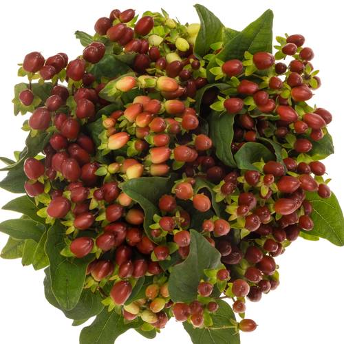 Hypericum braun verzweigt Excellent 70cm
