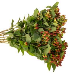 Hypericum braun verzweigt Excellent 70cm