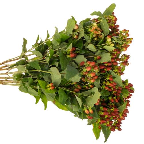 Hypericum braun verzweigt Excellent 70cm