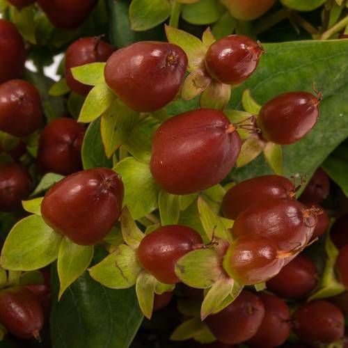 Hypericum braun verzweigt Excellent 70cm