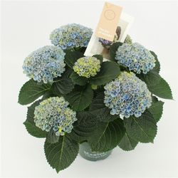Hortensie Magical blau 5-6Bl. T14 H035