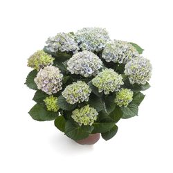 Hortensie Magical blau 5-6Bl. T14 H035