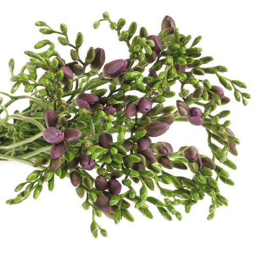 Freesie blau Indigo 28 Gramm