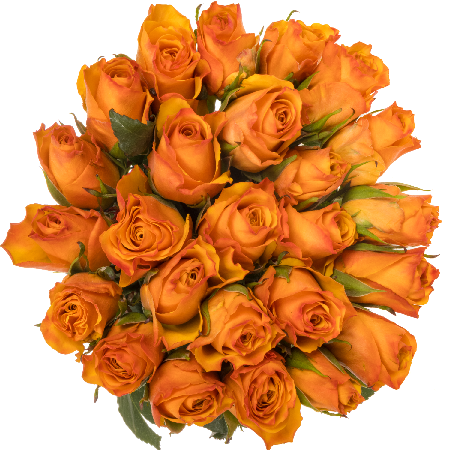 Rose orange Tycoon (Ec) 60cm