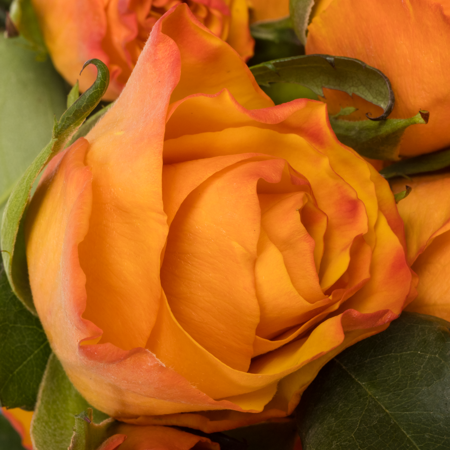 Rose orange Tycoon (Ec) 60cm