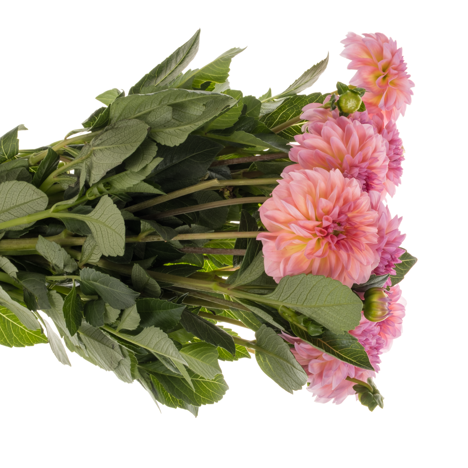 Dahlia rosa Esli 55cm