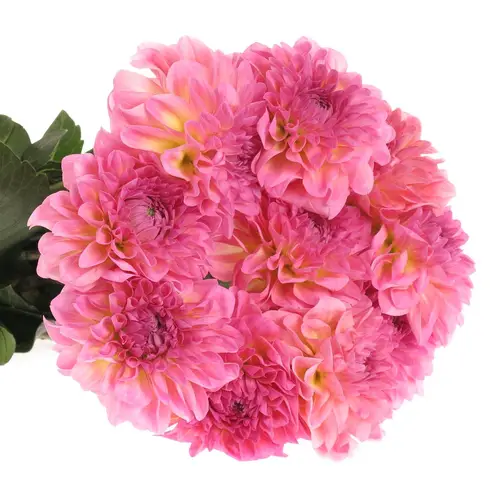 Dahlia rosa Esli 55cm