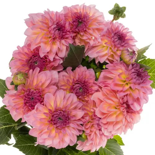 Dahlia rosa Esli 55cm