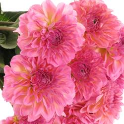 Dahlia rosa Esli 55cm