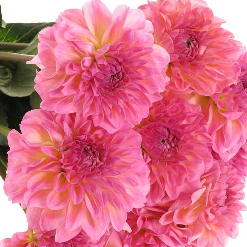 Dahlia rosa Esli 55cm
