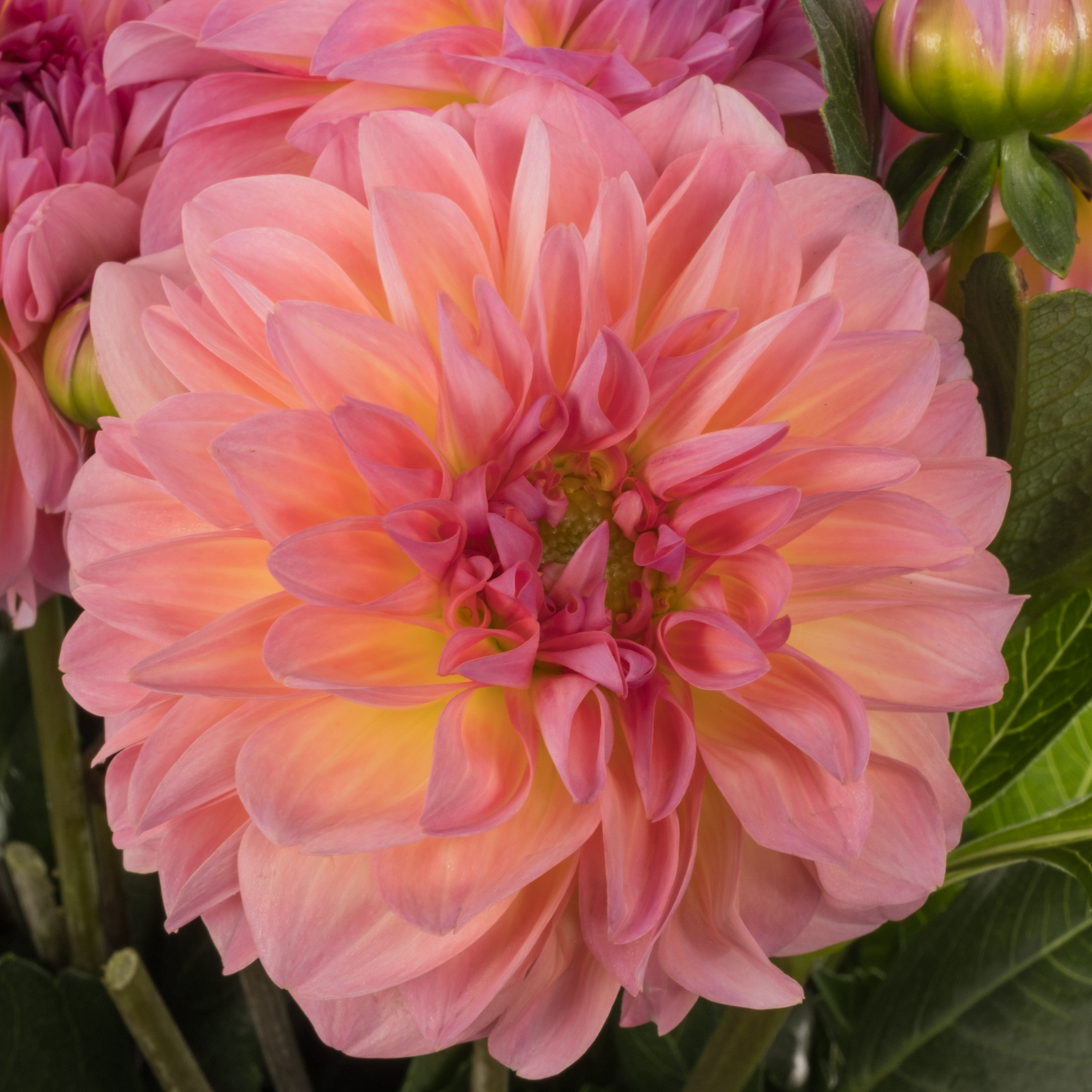 Dahlia rosa Esli 55cm
