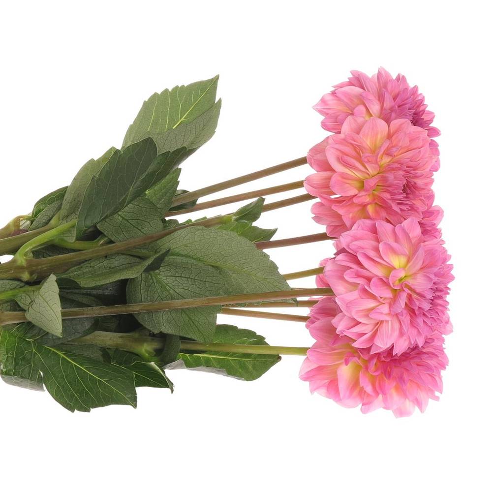 Dahlia rosa Esli 55cm