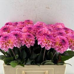 Dahlie hell rosa Esli 60cm