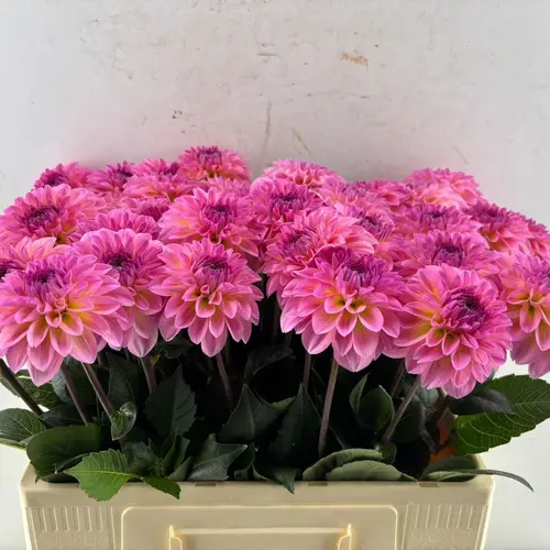 Dahlie hell rosa Esli 60cm