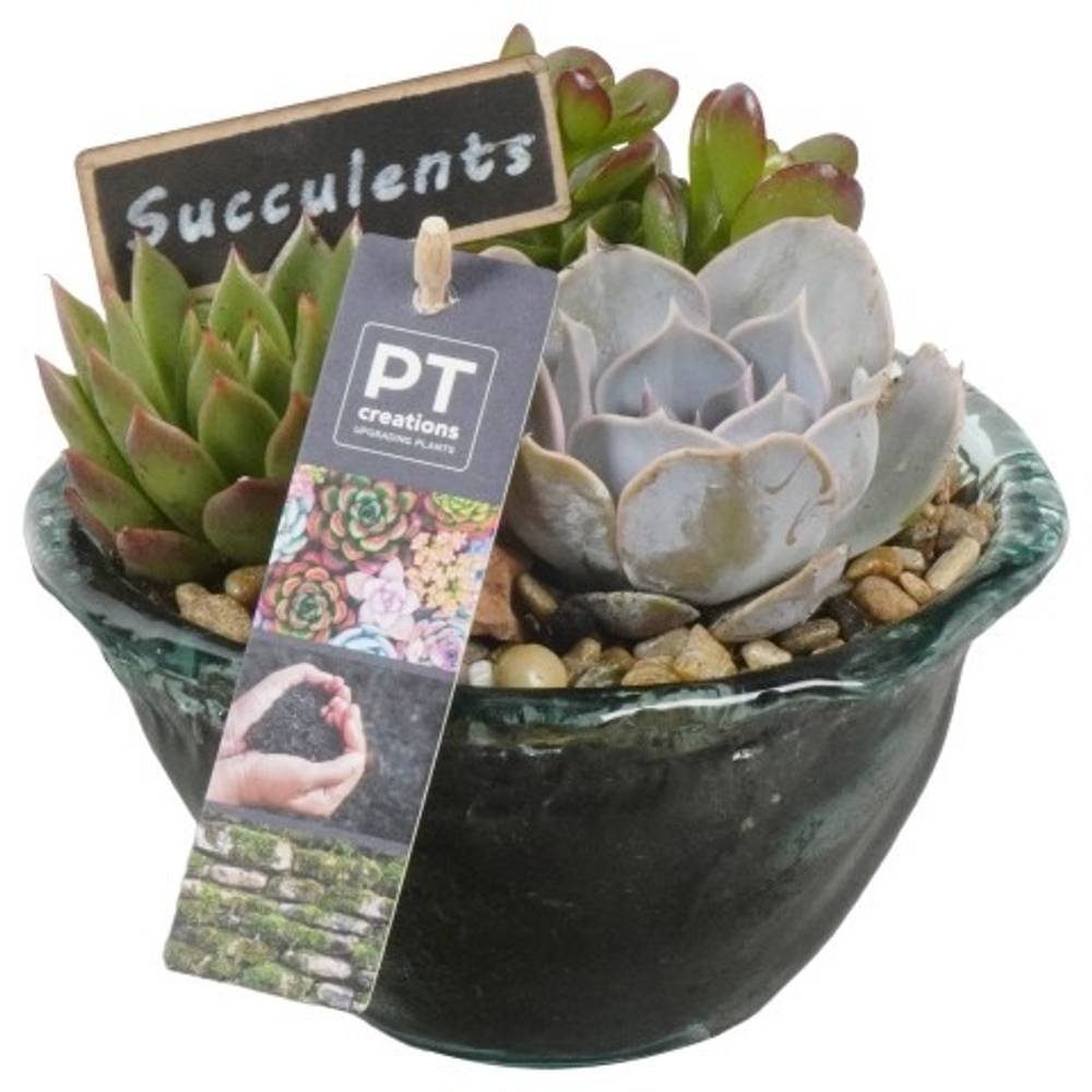 Succ.Arr PTSU8424 T15 H015
