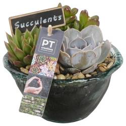 Succ.Arr PTSU8424 T15 H015