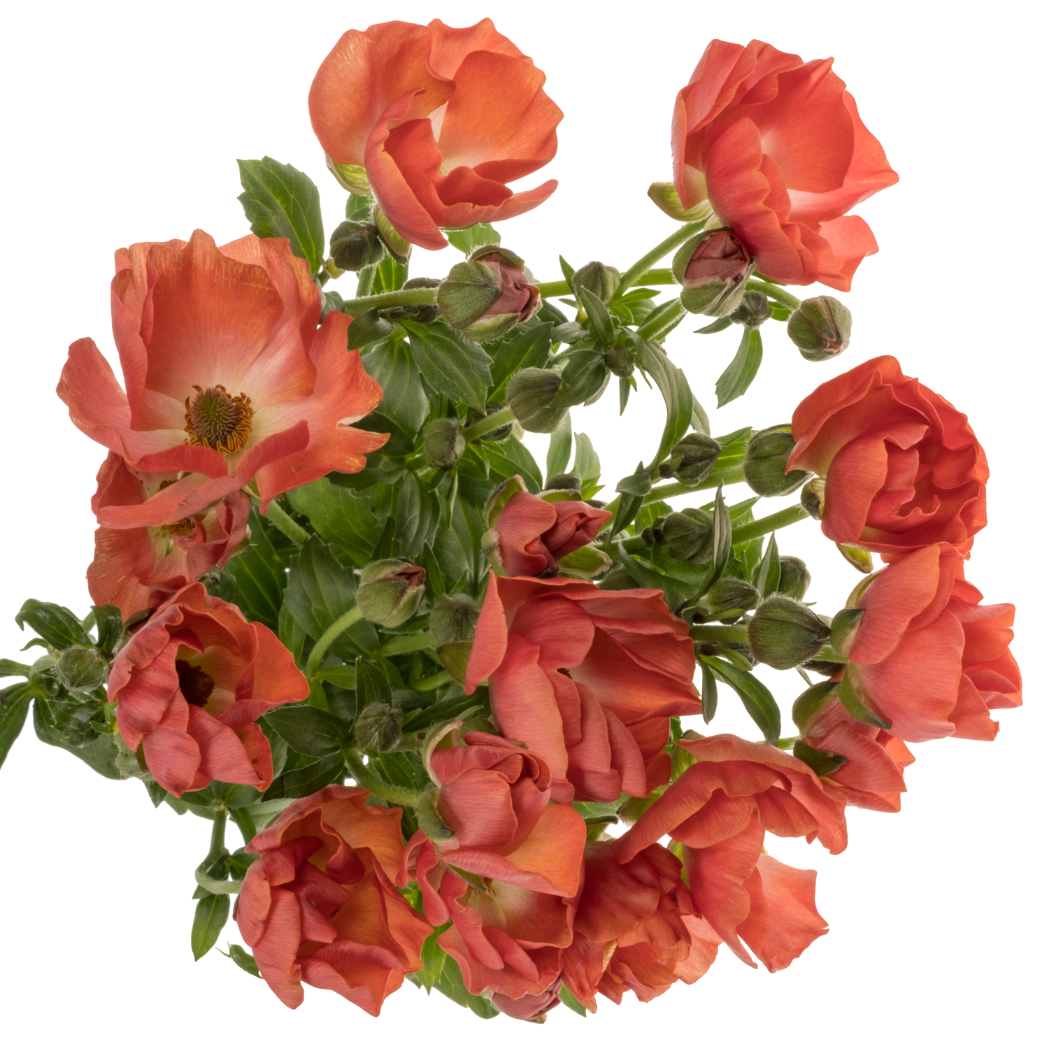 Ranunkel dunkel orange/orange Magical Salmousse 25 Gramm 70cm